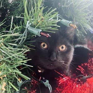 Meet your Posher, Hailey